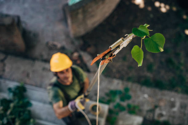 How Our Tree Care Process Works  in Keizer, OR